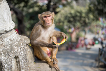 Kathmandu, Nepal- April 20,2022 : Rhesus Macaques monkeys on the ancient stupas of Swayambhunath temple high above Kathmandu.