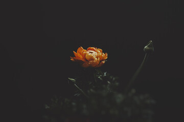 Yellow ranunculus flower on black background