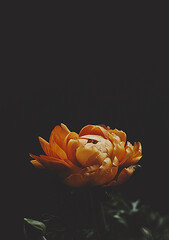 Yellow ranunculus flower on black background