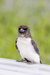 White-breasted Woodswallow in Queensland Australia