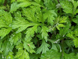 close up of mint leaves