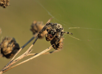 the little spider eats its prey