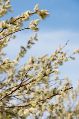 Blooming willow branch in spring on a soft blurred background.