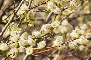 Blooming willow branch in spring on a soft blurred background.