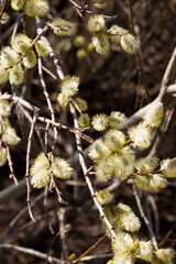 Blooming willow branch in spring on a soft blurred background.