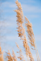Obraz premium Pampas grass outdoors in pastel colors. Dried flower in boho style.