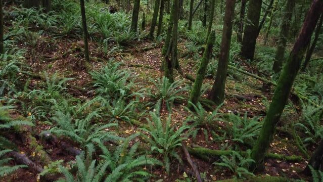 drone view of plant vegetation in wet forest, tropical rainforest theme