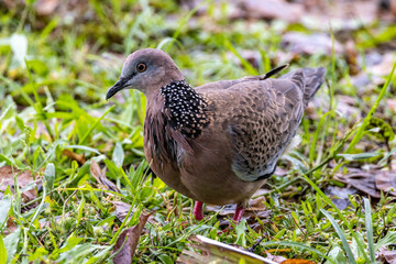 Spotted Dove in Queensland Australia
