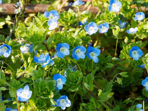 (Veronica persica) Persischer Ehrenpreis. Blumen auf dem Boden niederliegend mit Krone himmelblau und gelbwei&szlig;em Schlund, stark netznervig in den Blattachseln