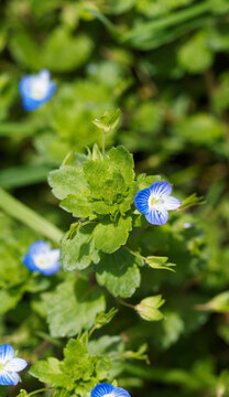 (Veronica persica) Persischer Ehrenpreis. Blumen auf dem Boden niederliegend mit Krone himmelblau und gelbwei&szlig;em Schlund, stark netznervig in den Blattachseln
