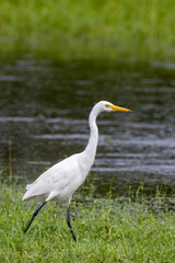 Intermediate or Plumed Egret in Queensland Australia