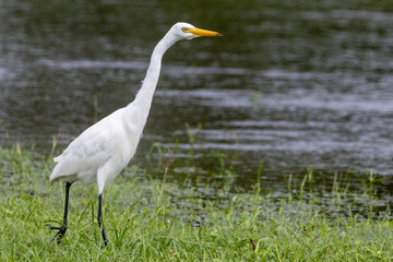 Intermediate or Plumed Egret in Queensland Australia