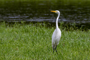 Intermediate or Plumed Egret in Queensland Australia
