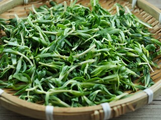 음식재료 돌나물, 봄 나물 