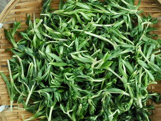 음식재료 돌나물, 봄 나물 