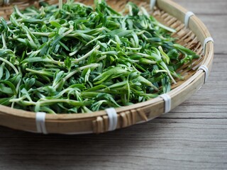 음식재료 돌나물, 봄 나물 