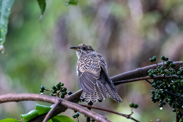 Juvenile Brush Cuckoo in Queensland Australia