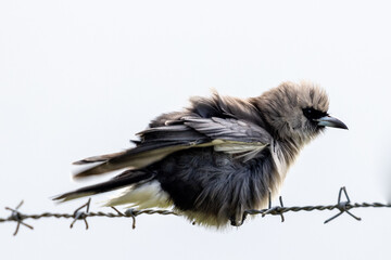 Black-faced Woodswallow in Queensland Australia