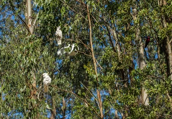 Zelfklevend Fotobehang Cockatoos in Australia © Fyle