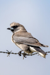 Black-faced Woodswallow in Queensland Australia
