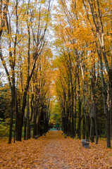 Alley in the park in autumn