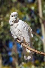Tuinposter Cockatoo parrot in Australia © Fyle