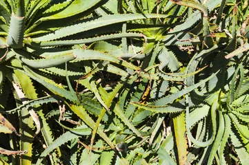 Deurstickers Bush of Green Aloe Leaves © Fyle