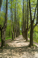 Lime alley on the shore of the pond.