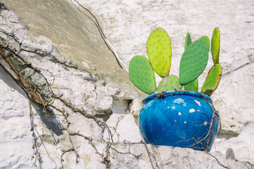 Big blue ceramic vase or pot with cactus on the roof of beautiful Trulli or Trullo house,...