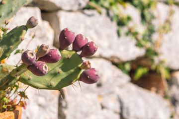 Purple prickly pear cactus near a dry stone wall in a sunny day