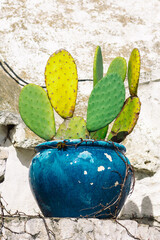 Big blue ceramic vase or pot with cactus on the roof of beautiful Trulli or Trullo house,...