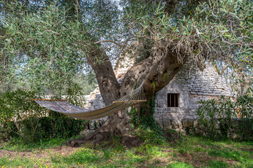 Hammock hanging from a big old olive tree next to Trullo house, traditional Apulian dry stone hut...