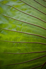 Plant Texture Background