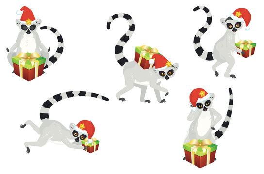 Lemurs in Christmas hat