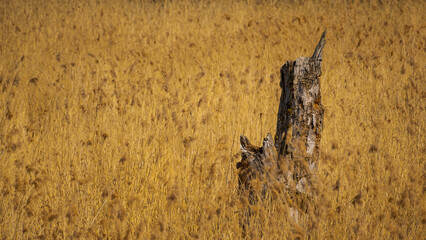 Stump of dead tree amidst dry reed grass in nature preserve moor landscape