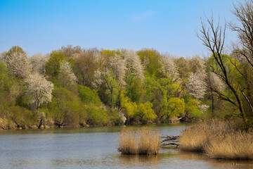 Beautiful backwater part of Danube river with white blooming trees in early spring in Bavaria