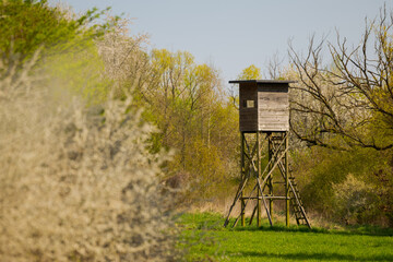 Wooden big raised hunting blind standing on meadow amidst blooming trees and white blooming...