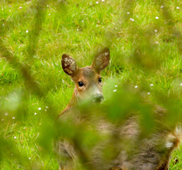 roe deer in the forest