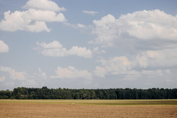 Obraz premium Storks in a plowed field. Adult European white storks walk across a plowed field in search of food. A plowed field, a strip of forest and a sky with clouds. Landscape