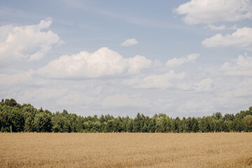 Obraz premium Golden wheat field, forest belt and clear blue sky with clouds on a sunny day. Landscape