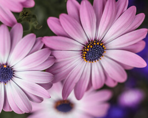 Cape Marguerite Daisies .  Persian Pink  . Multiple blooms