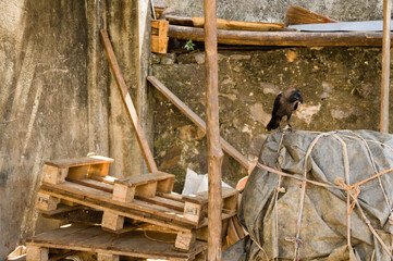Crow wating for food in an urban setup
