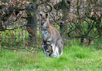 A wallaby living in a garden in Germany. A wallaby is a small or middle-sized macropod native to...