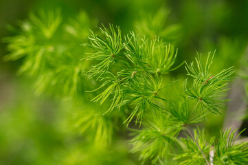 Green branches of a coniferous tree on nature.