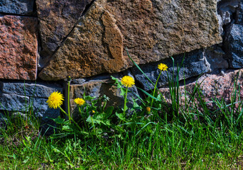 Blooming dandelion on the background of a stone wall.	
