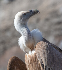 Portrait of a vulture in a park