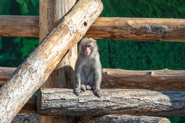 Japanese macaque on wooden logs