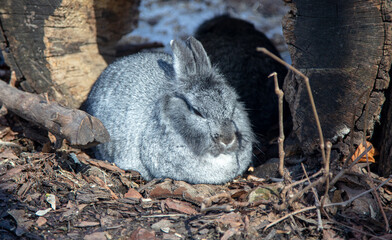 Portrait of a hare in nature.
