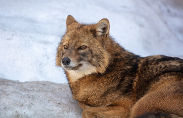 The fox lies on the white snow