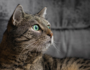 Naklejka na ściany i meble Big eyed tabby cat with shocked expression on his face